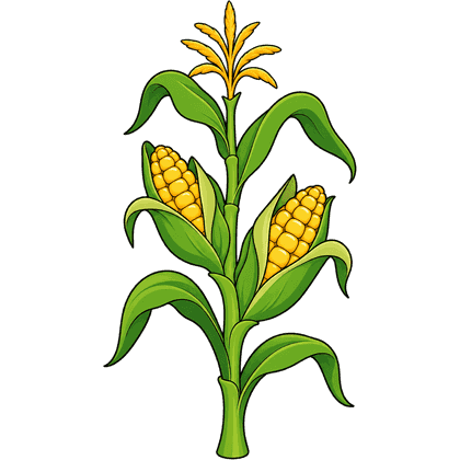 corn stalk